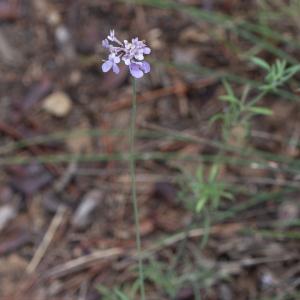 Photographie n°2338914 du taxon Scabiosa triandra L. [1753]