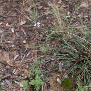 Photographie n°2338919 du taxon Scabiosa triandra L. [1753]