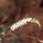  Liliane Roubaudi - Boussingaultia cordifolia Ten. [1853]