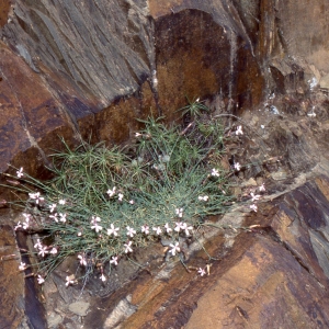 Photographie n°2338922 du taxon Dianthus pyrenaicus Pourr. [1788]