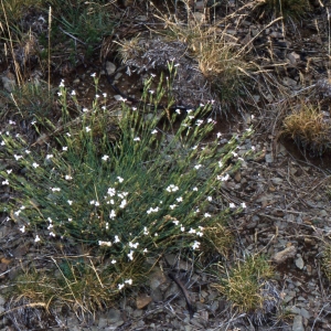 Photographie n°2338923 du taxon Dianthus pyrenaicus Pourr. [1788]