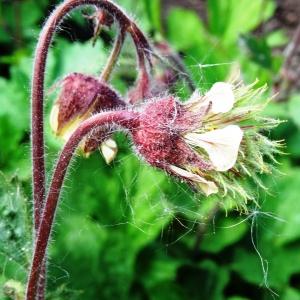 Photographie n°2339002 du taxon Geum rivale L. [1753]