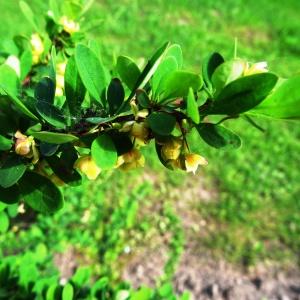 Photographie n°2339025 du taxon Berberis vulgaris L. [1753]