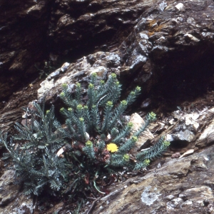  - Euphorbia pithyusa L. [1753]