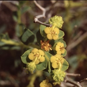 Photographie n°2339041 du taxon Euphorbia spinosa L. [1753]