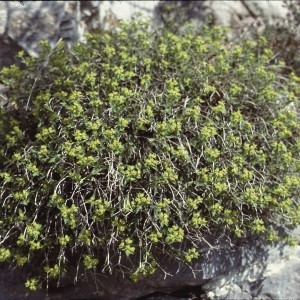 Photographie n°2339042 du taxon Euphorbia spinosa L. [1753]