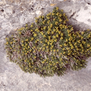 Photographie n°2339045 du taxon Euphorbia spinosa L. [1753]