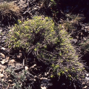 Photographie n°2339047 du taxon Euphorbia spinosa L. [1753]