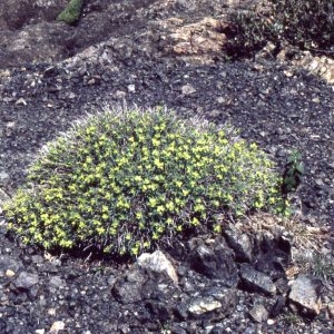 Photographie n°2339048 du taxon Euphorbia spinosa L. [1753]