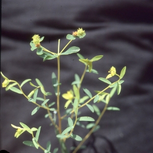 Photographie n°2339050 du taxon Euphorbia spinosa L. [1753]