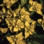  Liliane Roubaudi - Euphorbia palustris L. [1753]