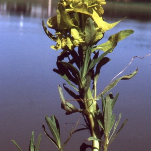 Photographie n°2339081 du taxon Euphorbia palustris L. [1753]