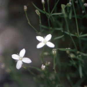 Moehringia sedifolia Willd. (Sabline faux orpin)