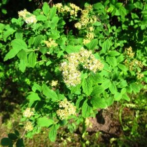 Photographie n°2339099 du taxon Spiraea chamaedryfolia subsp. ulmifolia (Scop.) J.Duvign. [1975]