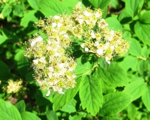 Alain Bigou, le 22 mai 2019 (Пушкиногорье (Trigorskoe))