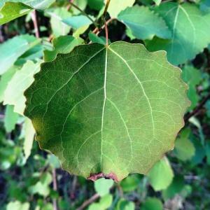 Photographie n°2339106 du taxon Populus tremula L. [1753]