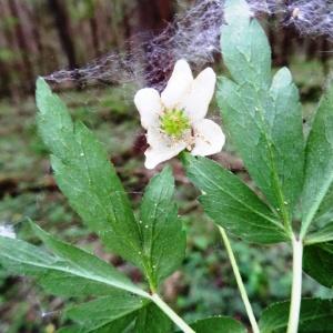 Photographie n°2339113 du taxon Anemone nemorosa L. [1753]