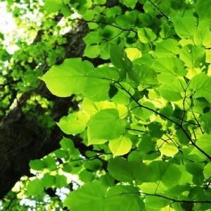 Photographie n°2339149 du taxon Tilia cordata Mill. [1768]