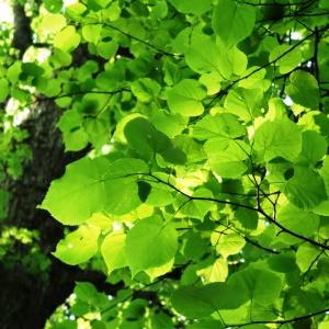 Photographie n°2339150 du taxon Tilia cordata Mill. [1768]