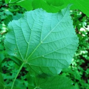 Photographie n°2339154 du taxon Tilia cordata Mill. [1768]