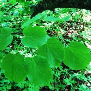 Photographie n°2339156 du taxon Tilia cordata Mill. [1768]