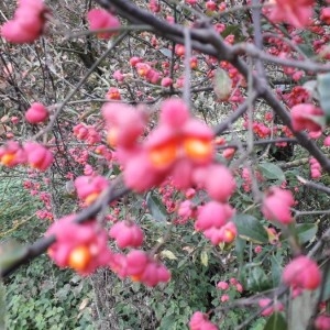 Photographie n°2339185 du taxon Euonymus europaeus L. [1753]