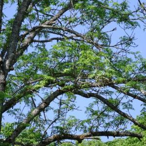 Photographie n°2339187 du taxon Fraxinus excelsior L. [1753]