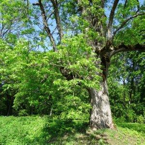 Photographie n°2339192 du taxon Fraxinus excelsior L. [1753]