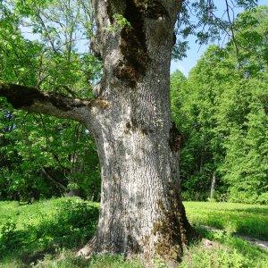 Photographie n°2339196 du taxon Fraxinus excelsior L. [1753]