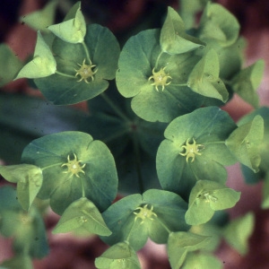 Photographie n°2339200 du taxon Euphorbia amygdaloides L. [1753]