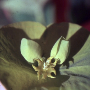 Photographie n°2339201 du taxon Euphorbia amygdaloides L. [1753]