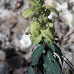 Photographie n°2339204 du taxon Euphorbia amygdaloides L. [1753]