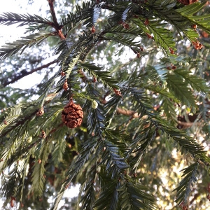 Photographie n°2339242 du taxon Sequoia sempervirens (D.Don) Endl.