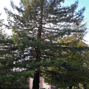 Photographie n°2339243 du taxon Sequoia sempervirens (D.Don) Endl.