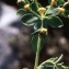  Liliane Roubaudi - Euphorbia verrucosa subsp. mariolensis (Rouy) Vives