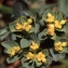  Liliane Roubaudi - Euphorbia verrucosa subsp. mariolensis (Rouy) Vives