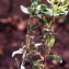  Liliane Roubaudi - Euphorbia verrucosa subsp. mariolensis (Rouy) Vives