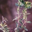  Liliane Roubaudi - Euphorbia verrucosa subsp. mariolensis (Rouy) Vives
