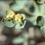  Liliane Roubaudi - Euphorbia verrucosa subsp. mariolensis (Rouy) Vives