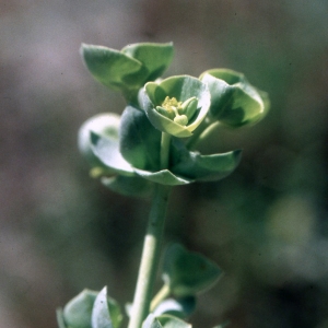 Photographie n°2339296 du taxon Euphorbia paralias L. [1753]
