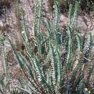 Photographie n°2339297 du taxon Euphorbia paralias L. [1753]