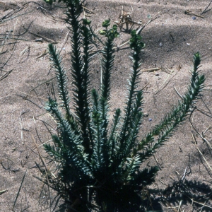 Photographie n°2339298 du taxon Euphorbia paralias L. [1753]