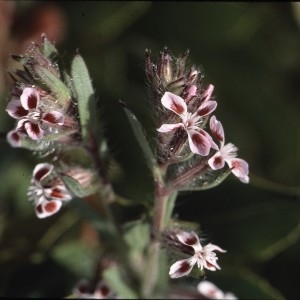 Photographie n°2339323 du taxon Silene gallica proles quinquevulnera (L.) Rouy & Foucaud [1896]