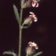  Liliane Roubaudi - Silene gallica proles quinquevulnera (L.) Rouy & Foucaud [1896]