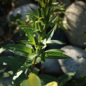 Photographie n°2339336 du taxon Oenothera biennis L. [1753]