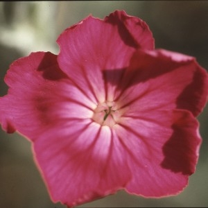 Photographie n°2339350 du taxon Lychnis flos-jovis (L.) Desr. [1792]