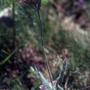 Photographie n°2339355 du taxon Lychnis flos-jovis (L.) Desr. [1792]