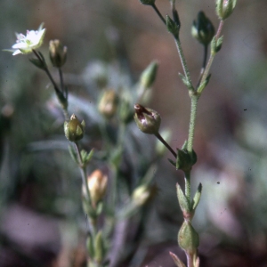 Photographie n°2339362 du taxon Arenaria serpyllifolia L. [1753]