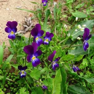 Photographie n°2339374 du taxon Viola tricolor subsp. tricolor 