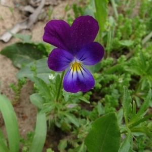 Photographie n°2339375 du taxon Viola tricolor subsp. tricolor 